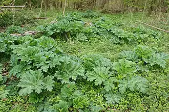 Заросли молодых растений