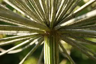 Полог купола и верхняя часть стебля