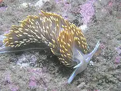 Hermissenda crassicornis