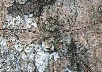 Самка Hersilia yaeyamaensis