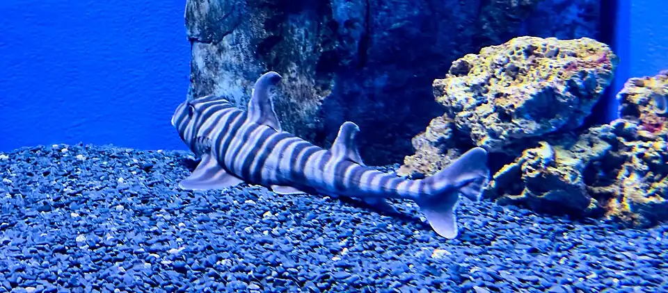 Зебровидная бычья акула