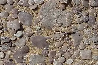 Heteronutarsus aegyptiacus