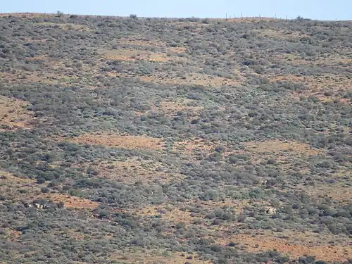 Термитники на склоне холма в ЮАР.