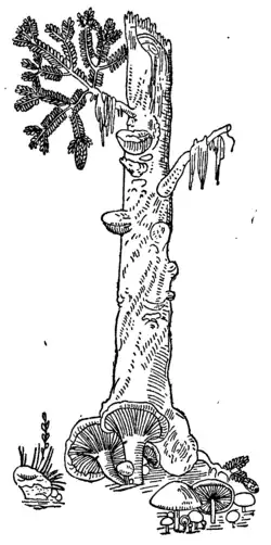 Шляпочные грибы и трутовики