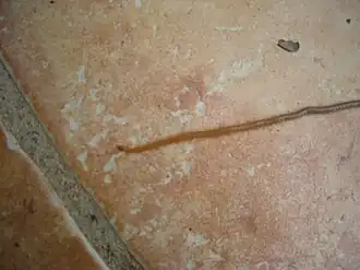 Himantarium gabrielis