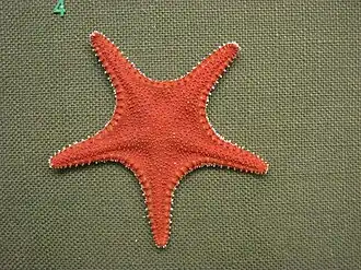 Hippasteria phrygiana в зоологическом музее в Осло