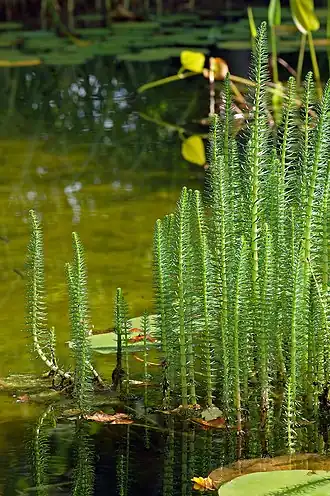 Хвостник обыкновенный (Hippuris vulgaris) с мутовчатым расположением листьев