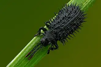 Шипоноска чёрная