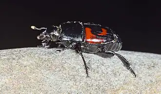 Hister quadrimaculatus