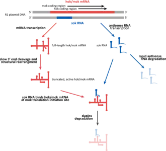Система токсин-антитоксин8 сентября 2015