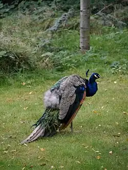 Павлин в Холланд-парке