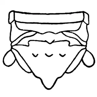 Абдомен самки Holotelson tuberculatus