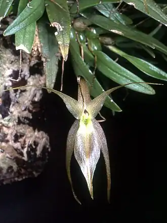 Homalopetalum pumilio