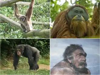 Верхний ряд: лар, тапанульский орангутан;Нижний ряд: обыкновенный шимпанзе, неандерталец.