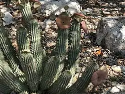 Hoodia currorii