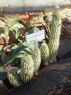 Hoodia mossamedensis