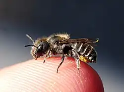 Hoplitis claviventris