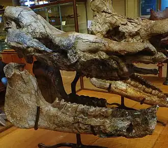 Череп Hoploaceratherium tetradactylum