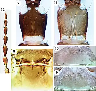 Hoplothrips magnaccai