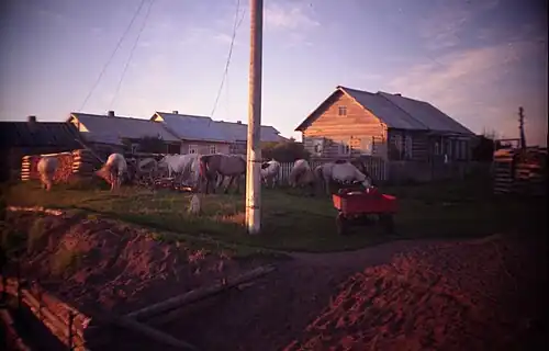 Табун диких лошадей