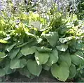 Hosta fortunei 'Aurea'