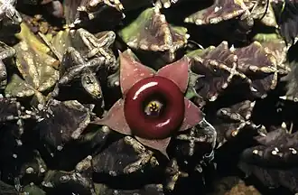 Huernia zebrina subsp. insigniflora