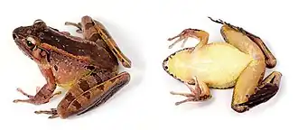 Калимантанская каскадница(Huia cavitympanum)