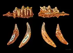 Hyaenodon filholi, Тулузский музей