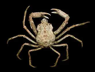 Hyas coarctatus, из Oregoniidae