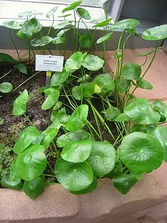 Hydrocotyle bonariensis