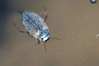 Hydroporus pubenscens
