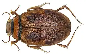 Гигробиус медлительный (Hygrobia hermanni)