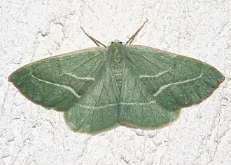 Hylaea fasciaria(Ennominae)