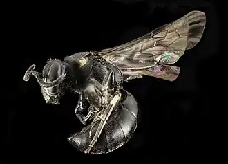 Hylaeus annulatus