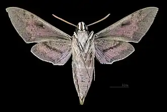 Hyles nicaea nicaea ♂   △