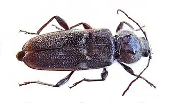 Hylotrupes bajulus
