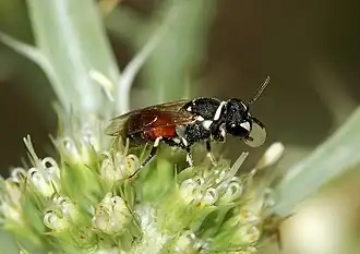 Ancistrocerus antilope