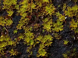 Гиофила завёрнутая