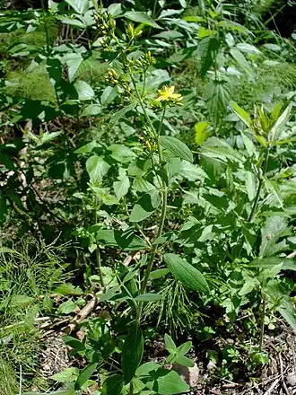 Зверобой жестковолосый