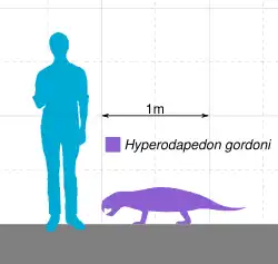 Сравнительный размер H. gordoni