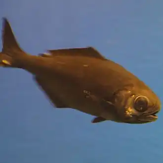 Hyperoglyphe japonica