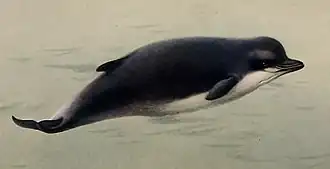 Высоколобый бутылконос на картине Арчибальда Торберна (1920 год)