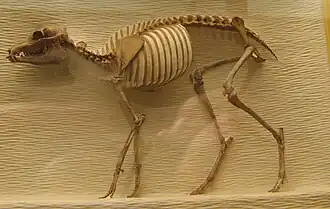 Скелет Hypertragulus calcaratus