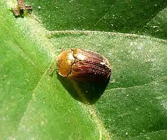 Hypocassida meridionalis