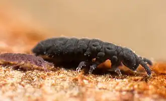 Hypogastrura viatica