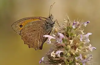 Бархатница волчья