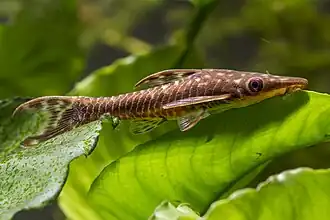 Hypoptopoma inexspectatum