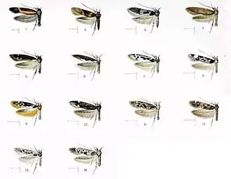 Иллюстрация из 3-томного издания «Фауна Гавайев» (лат.&nbsp;Fauna Hawaiiensis): 1. Hyposmocoma auropurpurea, 2. Hyposmocoma inversella, 3. Hyposmocoma vinicolor, 4. Hyposmocoma adelphella, 5. Hyposmocoma metrosiderella, 6. Hyposmocoma similis, 7. Hyposmocoma calva, 8. Hyposmocoma tarsimaculata, 9. Hyposmocoma ochreociliata, 10. Hyposmocoma malornata, 11. Hyposmocoma quinquemaculata, 12. Hyposmocoma conditella, 13. Hyposmocoma montivolans, 14. Hyposmocoma iodes