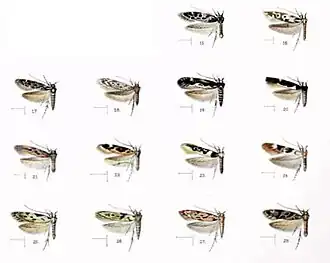 Иллюстрация из 3-томного издания «Фауна Гавайев» (лат.&nbsp;Fauna Hawaiiensis): 15. Hyposmocoma liturata, 16. Hyposmocoma mimica, 17. Hyposmocoma parda, 18. Hyposmocoma lixiviella, 19. Hyposmocoma saliaris, 20. Hyposmocoma phalacra, 21. Hyposmocoma pseudolita, 22. Hyposmocoma irregularis, 23. Hyposmocoma fervida, 24. Hyposmocoma torella, 25. Hyposmocoma arenella, 26. Hyposmocoma nebulifera, 27. Hyposmocoma rubescens, 28. Hyposmocoma scolopax