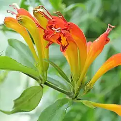 Эсхинантус великолепный (Aeschynanthus speciosus)